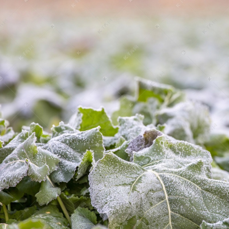 Bruk og vedlikehold av anti-frostnett